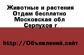 Животные и растения Отдам бесплатно. Московская обл.,Серпухов г.